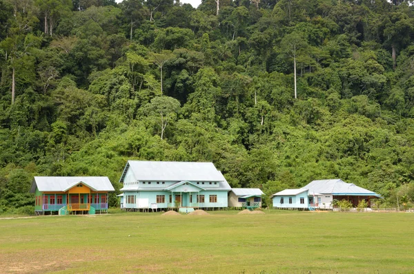 Bosque tropical — Foto de Stock