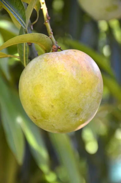Fruta de mango verde —  Fotos de Stock