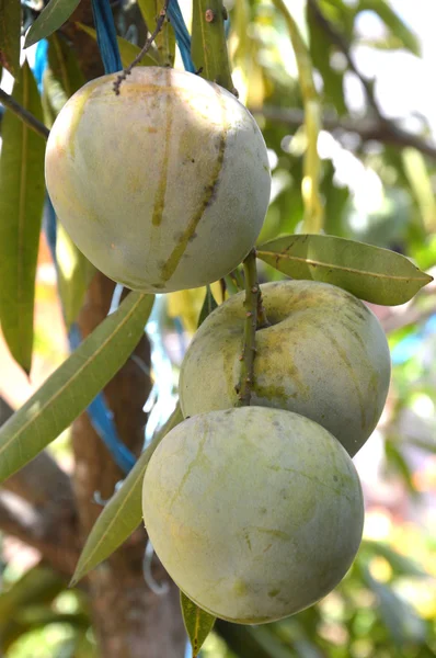 Green mango fruit — Stock Photo, Image