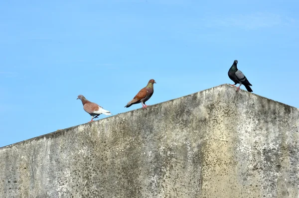 Pombo — Fotografia de Stock