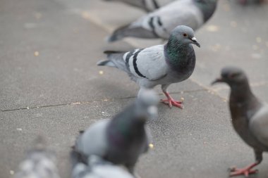 Medine şehrinin avlusunda, peygamberin camisinin önünde toplanan güvercinler görülüyor.
