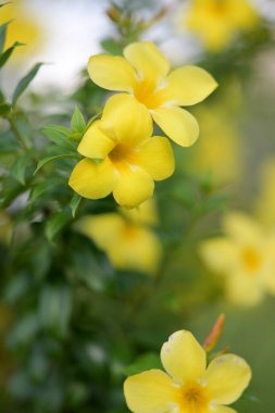 Canlı sarı çiçekler tam çiçeklerle sersemletici doğal bir görüntü yaratır. Tazelik, büyüme ve doğal güzellikleri taşımak için mükemmeldir..