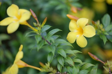 Canlı sarı çiçekler tam çiçeklerle sersemletici doğal bir görüntü yaratır. Tazelik, büyüme ve doğal güzellikleri taşımak için mükemmeldir..