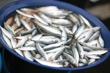 Mavi bir havuzda parlayan bol miktarda taze gümüş balık. Mutfak ilhamı ve sağlıklı beslenme için mükemmel..