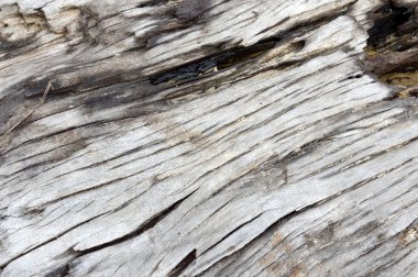 kahverengi kabuğu ağacı ayrıntılı