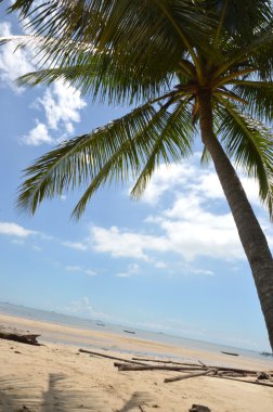 Hindistan cevizi ağacı agaist mavi gökyüzü