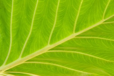 desen yaprak dokusu ayrıntılı