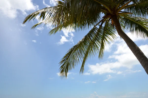 Cocotero agaísta cielo azul — Foto de Stock