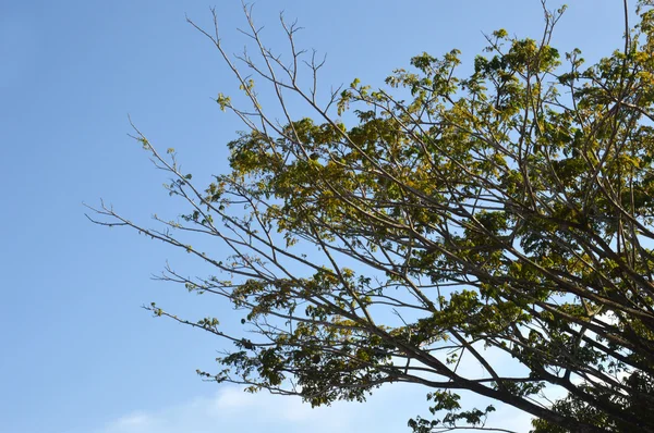 Grande albero contro il cielo blu — Foto Stock