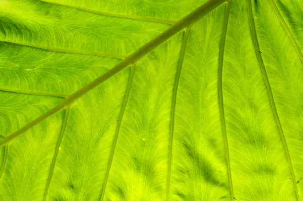 Detalhe da textura da folha padrão — Fotografia de Stock