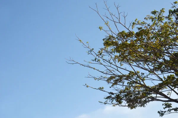 Grande albero contro il cielo blu — Foto Stock