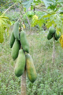 Yeşil papaya meyve plantasyon