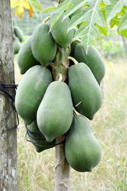 Yeşil papaya meyve plantasyon