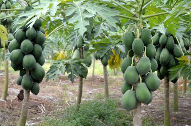 Yeşil papaya meyve plantasyon