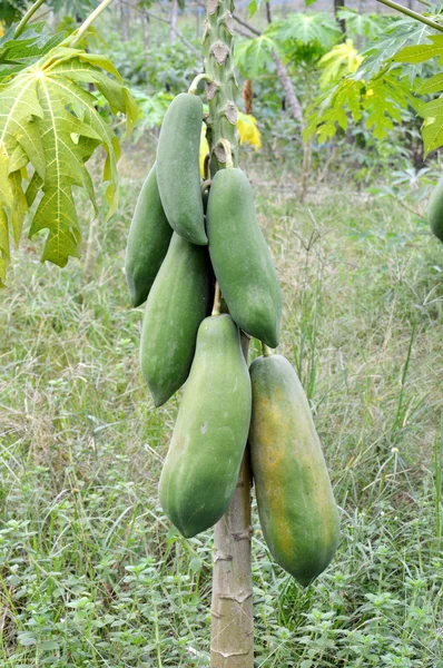 Groene papaja fruit plantage — Stockfoto
