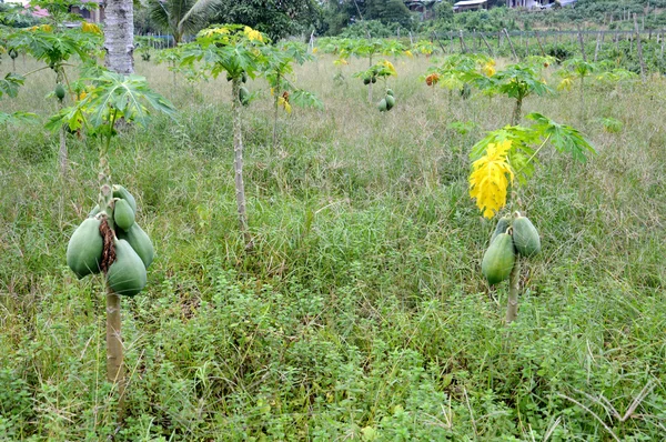 Green papaya fruit plantation — Stock Photo, Image