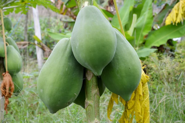 Zielona papaja owoc plantacji — Zdjęcie stockowe