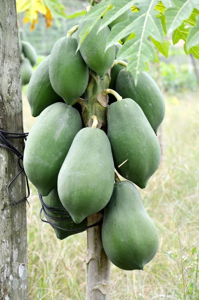 Piantagione di frutta papaia verde — Foto Stock