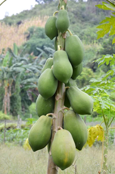 Plantación de fruta de papaya verde —  Fotos de Stock