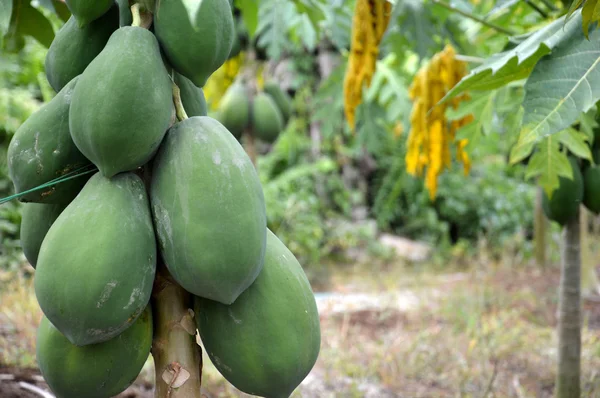 Piantagione di frutta papaia verde — Foto Stock