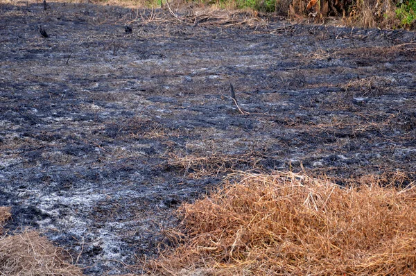 Vypalování trávy k hnojení půdy na polích plantáž — Stock fotografie
