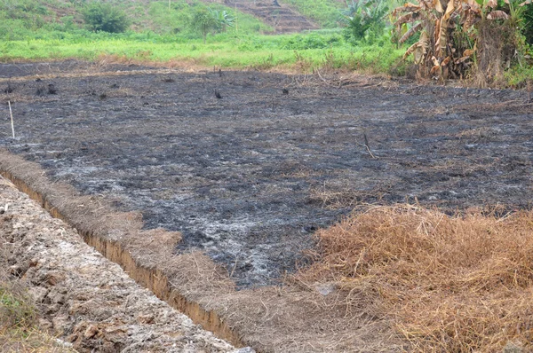 Burning grass to fertilize the soil on the plantation fields — Stock Photo, Image