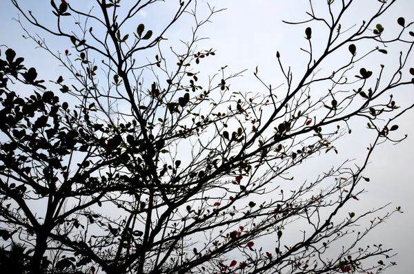 Tree branch against the sky at twilight — Stock Photo, Image