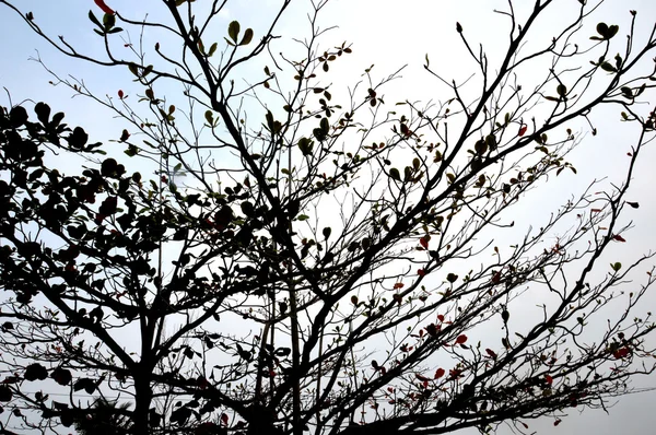 Galho de árvore contra o céu no crepúsculo — Fotografia de Stock