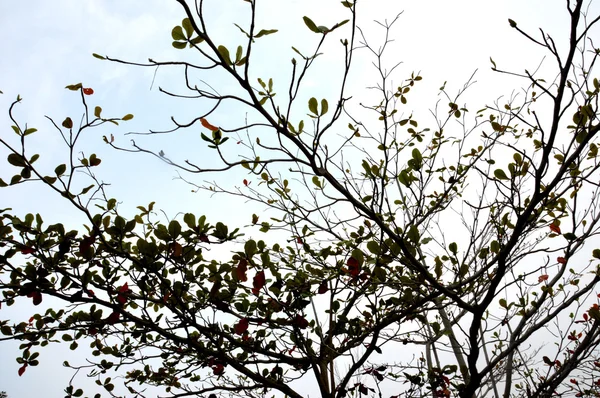 Drzewo gałąź przeciwko niebo o zmierzchu — Zdjęcie stockowe