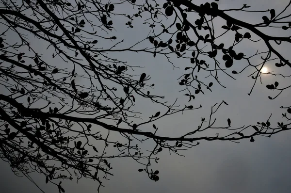 Ramo d'albero contro il cielo al crepuscolo — Foto Stock