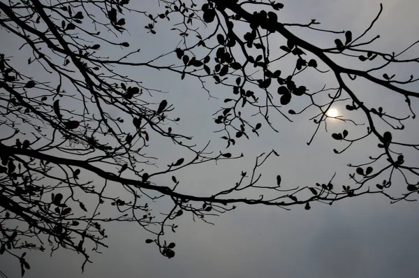 Träd gren mot himlen — Stockfoto