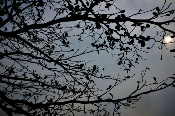 Ramo d'albero contro il cielo — Foto Stock