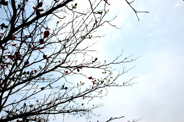 Rama de árboles contra el cielo — Foto de Stock