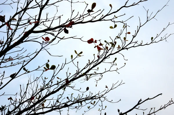 Träd gren mot himlen — Stockfoto