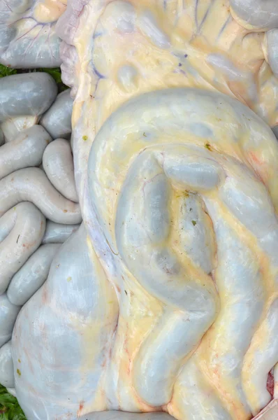 cow intestines in the abdomen