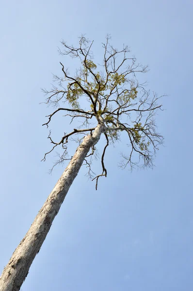 Grand arbre sèche — Photo