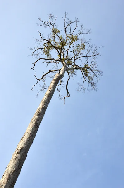 Grand arbre sèche — Photo