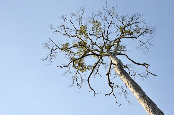Büyük ağaç kurur — Stok fotoğraf