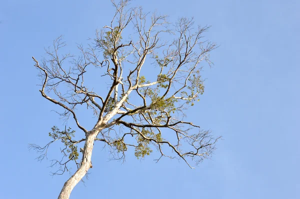 Árbol grande seca —  Fotos de Stock