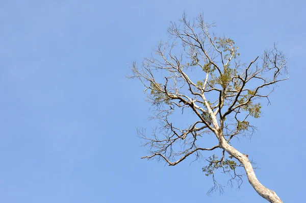 大きな木の乾燥 — ストック写真