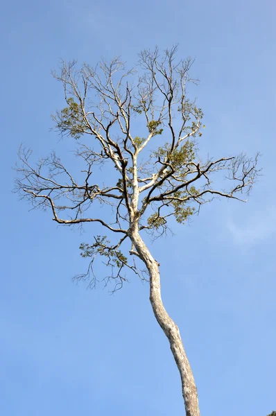 Grand arbre sèche — Photo