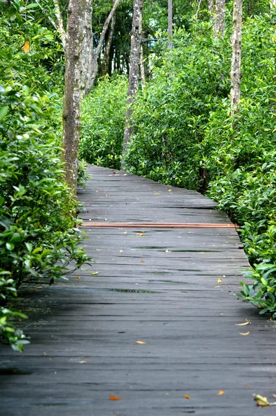 Mangrove forest conservation — Stock Photo, Image