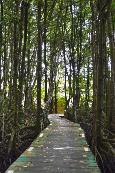 Mangrove skogen bevarande — Stockfoto