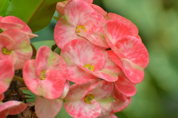 Crown of thorns flowers  Euphorbia milli Desmoul — Stock Photo, Image