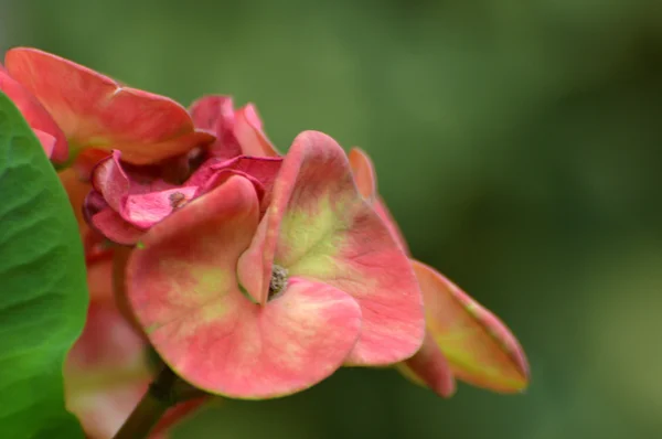 Töviskorona virágok Euphorbia milli Desmoul — Stock Fotó