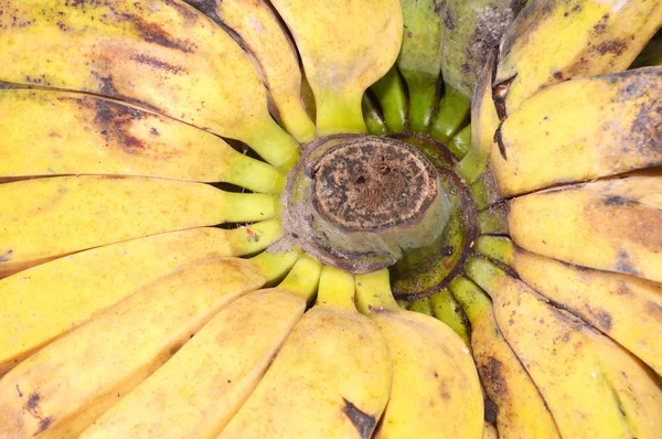 Een stel gele bananen. — Stockfoto