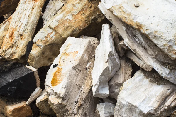 Zkamenělé dřevo kámen — Stock fotografie