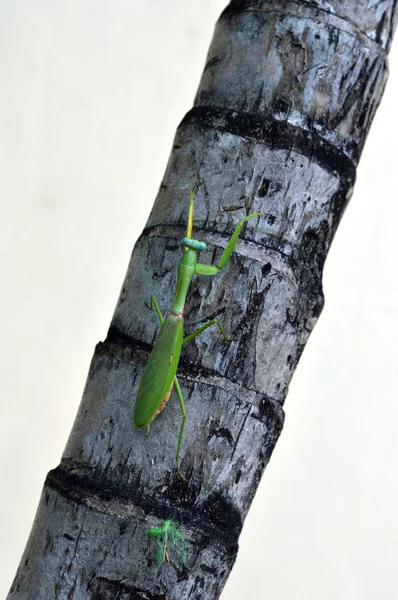 Green mantis crawling on a tree — Stock Photo, Image