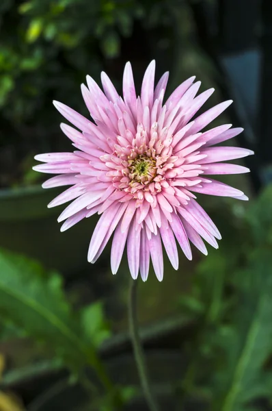 Rosa Chrysanthemenblume im Garten — Stockfoto