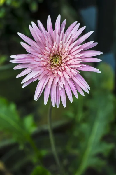 Pembe krizantem çiçek bahçesinde — Stok fotoğraf